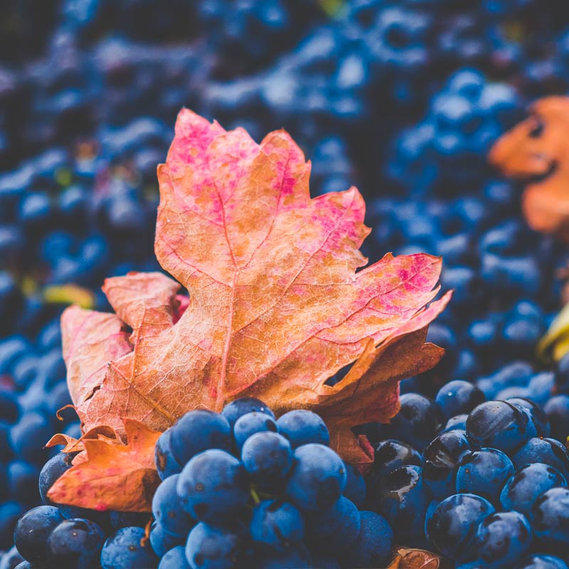 emboscado-wine-rioja-doca-vino-uvas